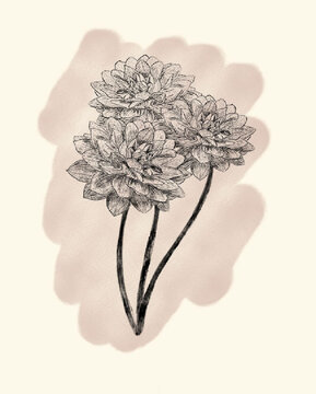 Flores dalias estilo retro sencillas 
Simple retro style dahlias flowers