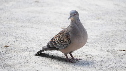 薄目でみるキジバト