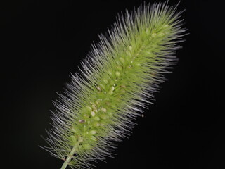 Tokyo,Japan - August 6, 2021: Closeup of Setaria viridis, green foxtail, green bristlegrass or wild foxtail millet
