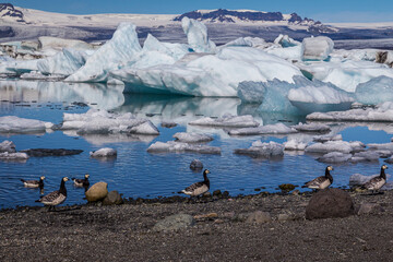 Jokursarlon glacier lagoon in Iceland on a sunny day