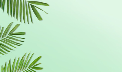 Tropical green palm leaf branches on green background. Summer exotic concept