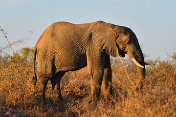 An African elephant (Loxodonta africana) at dawn on the grasslands of southern Kruger National Park, South Africa
