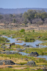 A herd of waterbucks drinking on the Olifants river, central Kruger National Park, South Africa