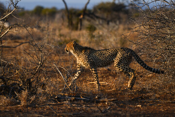 A cheetah trotting at sunset through the grasslands of central Kruger National Park, South Africa