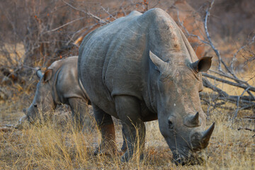 Obraz premium A small group of white rhino feeding on dry grass on the woodlands of the Greater Kruger area, South Africa