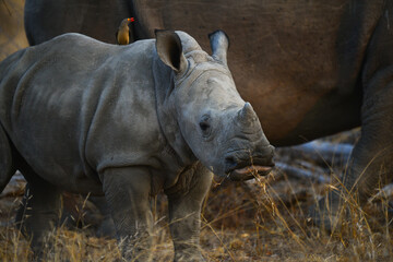 A young white rhino with a red-billed oxpecker on its back roaming the woodlands along with its...