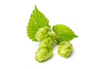 Cones of flowering hops close-up. Ingredient in the beer industry.