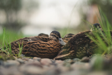 young duck with other ducklings