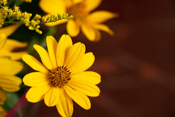 yellow daisy flower in a bouquet macro photo