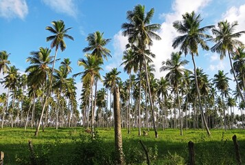 Fototapeta premium palm trees on the beach