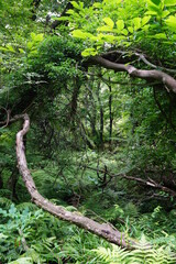 a lively dense forest in the sunlight