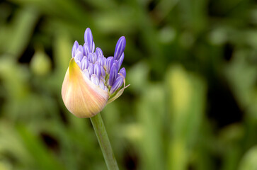 Lily of the nile ready to flower with blurred green background