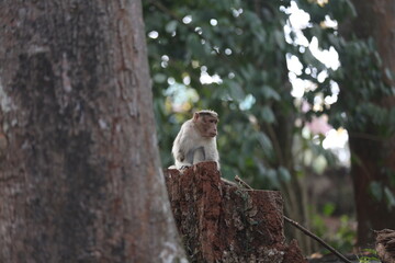monkey on a tree