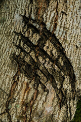 Trees are planted mostly for landscaping, greening and providing shades. Tree Bark Textures and Pattern. Scaly barks with deep grooves are home to many bugs and insects and parasitic plants.