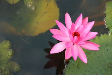 pink water lilies