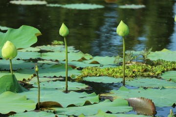 water lily in the pond