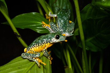 Fringed leaf frogs on a plant