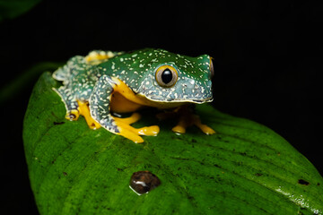 Fringed leaf frog on a leaf