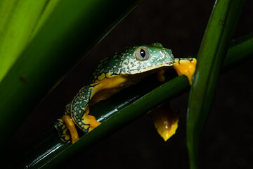 Fringed leaf frog on a leaf