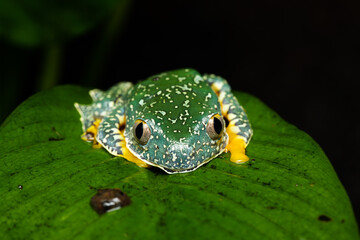 Fringed leaf frog on a leaf