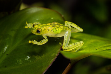 Reticulated glass frog on a plant