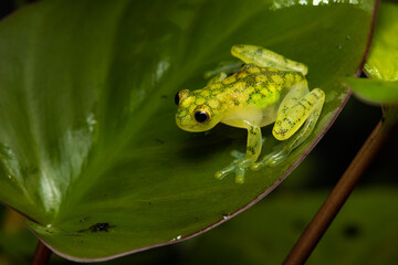 Reticulated glass frog on a plant