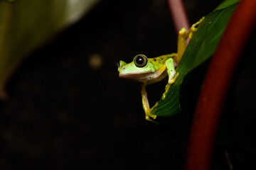 Lemur leaf frog on a plant