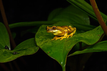 Hourglass tree frog sitting on a big plant