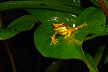 Hourglass tree frog sitting on a big plant
