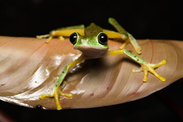 Lemur leaf frog on a plant