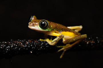 Lemur leaf frog on a plant
