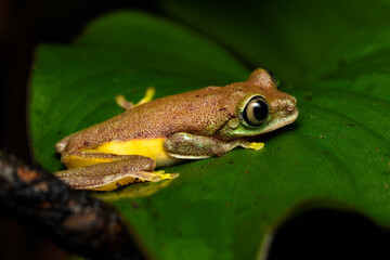 Lemur leaf frog on a plant
