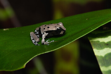 Juvenile crowned tree frog (Triprion spinosus) on a leaf