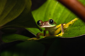 Lemur leaf frog on a plant