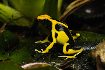 Dyeing poison dart frog 