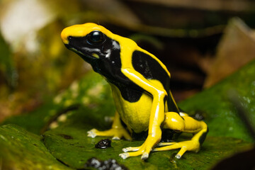 Dyeing poison dart frog 