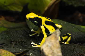 Dyeing poison dart frog 