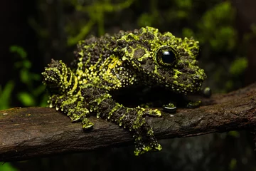 Foto op Plexiglas Closeup of a vietnamese mossy frog (Theloderma corticale) on a log © Thorsten Spoerlein