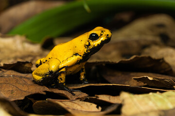 Golden poison frog on leaf litter