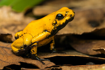Golden poison frog on leaf litter