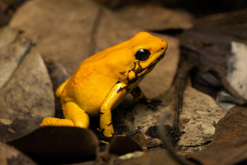 Golden poison frog on leaf litter