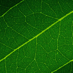 green leaf texture macro and background