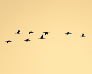 Egret migration over Guadalajara, Mexico