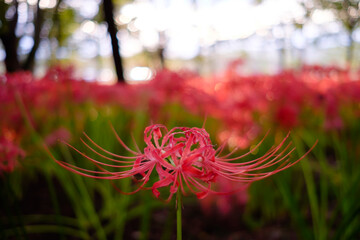 彼岸花