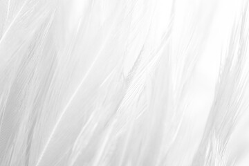 Obraz premium white feather wooly pattern texture background