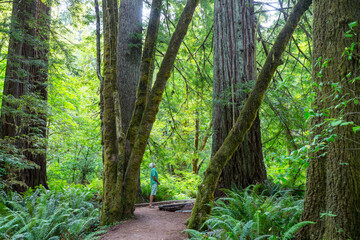 Obraz premium Hike in the forest