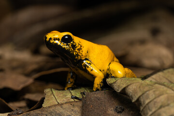 Golden poison frog on leaf litter
