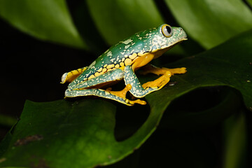 Fringed leaf frog on a leaf