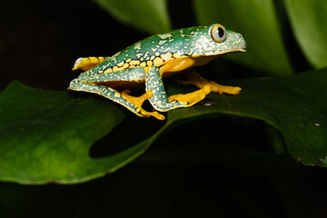 Fringed leaf frog on a leaf