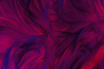 Beautiful blue magenta lines feather texture pattern background